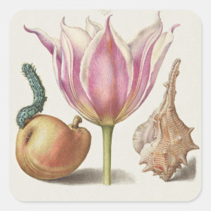 Pegatina Cuadrada Arte de Caligrafía del Renacimiento Tulipán Rosa y