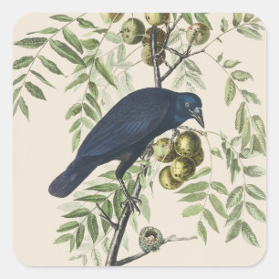 Pegatina Cuadrada Arte de la naturaleza del cuervo americano Audubon