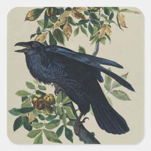 Pegatina Cuadrada Arte de la naturaleza del cuervo de Audubon vintag