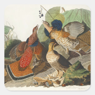 Pegatina Cuadrada Arte de la naturaleza del urogallo de Audubon vint