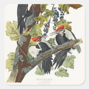 Pegatina Cuadrada Arte de pájaro carpintero pileado Audubon vintage
