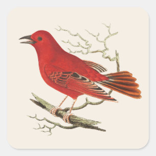 Pegatina Cuadrada Arte decorativo de pájaro naturalista Tanager Esca