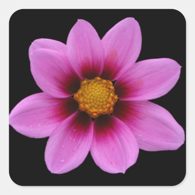 Pegatina Cuadrada Arte floral rosa (Anverso)
