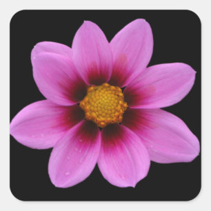 Pegatina Cuadrada Arte floral rosa