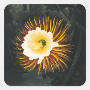 Pegatina Cuadrada Arte gótico del Cereus que florece de noche vintag