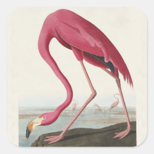Pegatina Cuadrada Arte vintage de Audubon del flamenco americano ros
