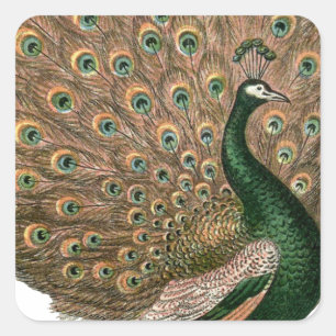 Pegatina Cuadrada Arte vintage Peafowl (pavo real) plumaje oro verde