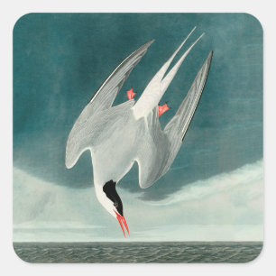 Pegatina Cuadrada Arten ártico Audubon Pájaro Pintura de Vida Silves