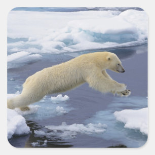 Pegatina Cuadrada Ártico, Svalbard, Oso polar extendiéndose