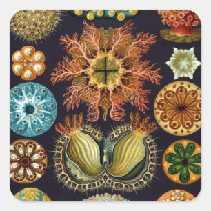 Pegatina Cuadrada Ascidiae por Ernst Haeckel, Animales Marinos Antig