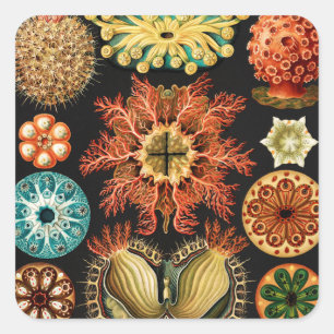Pegatina Cuadrada Ascidiae, Seescheiden Vida Marina por Ernst Haecke