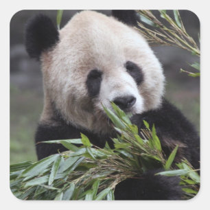 Pegatina Cuadrada Asia, China Chongqing. Panda gigante