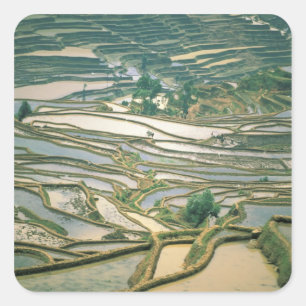 Pegatina Cuadrada Asia, China. Terrazas de arroz inundadas cerca de 