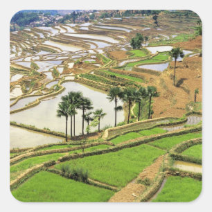 Pegatina Cuadrada Asia, China, Yunnan, Honghe. Terrazas de arroz cer