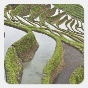 Pegatina Cuadrada Asia, China, Yunnan, Yuanyang. Arroz inundado