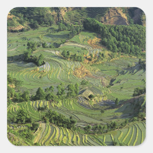 Pegatina Cuadrada Asia, China, Yunnan, Yuanyang. Patrón de verde 2