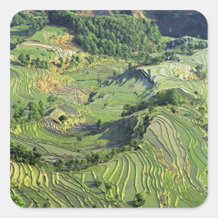 Pegatina Cuadrada Asia, China, Yunnan, Yuanyang. Patrón verde