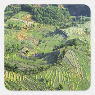 Pegatina Cuadrada Asia, China, Yunnan, Yuanyang. Patrón verde