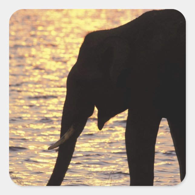 Pegatina Cuadrada Asia, India, Parque Nacional Nargahole. indio (Anverso)