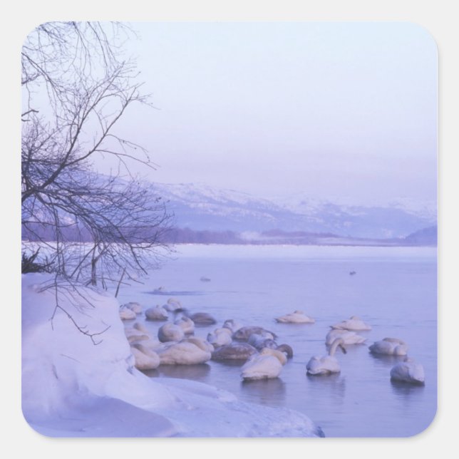 Pegatina Cuadrada Asia, Japón, Hokkaido, Akan NP, Whopper Swans (Anverso)