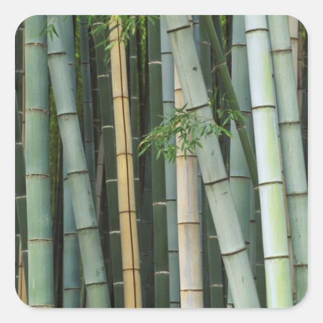 Pegatina Cuadrada Asia, Japón, Kioto, Arashiyama, Sagano, Bambú (Anverso)