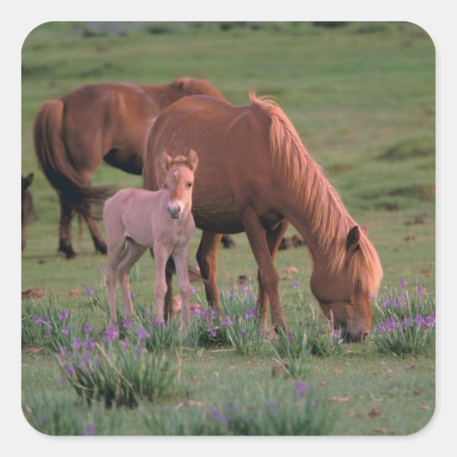 Pegatina Cuadrada Asia, Mongolia, desierto de Gobi. Caballos salvaje (Anverso)
