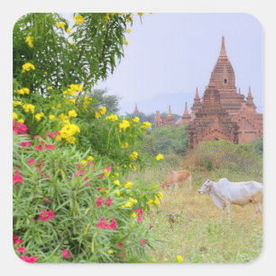 Pegatina Cuadrada Asia, Myanmar (Birmania), Bagan (Pagan). Vacas