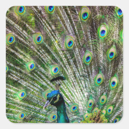 Pegatina Cuadrada Asombroso Peacock y plumas accesorios de fotografí
