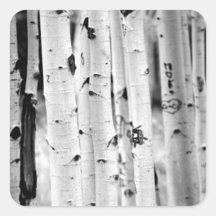 Pegatina Cuadrada Aspens alto