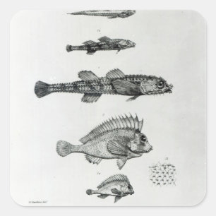 Pegatina Cuadrada Aspidophorus Chiloensis y Agriopus Hispidus