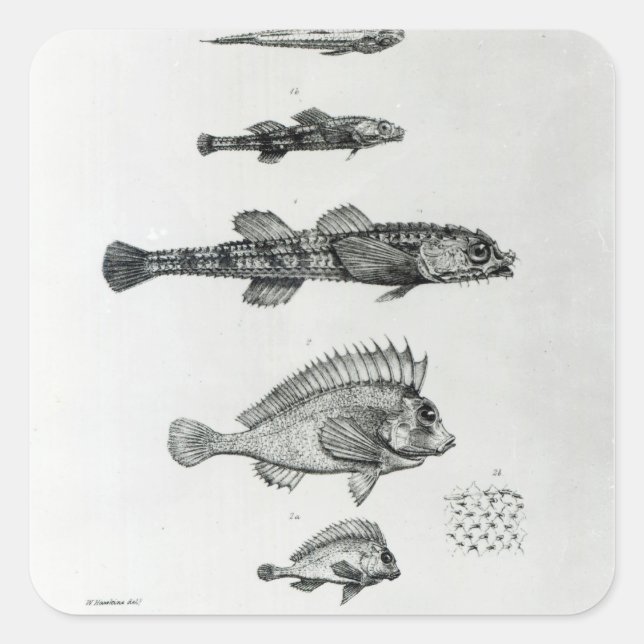 Pegatina Cuadrada Aspidophorus Chiloensis y Agriopus Hispidus (Anverso)