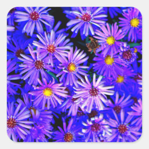 Pegatina Cuadrada Aster Garden en pleno florecimiento
