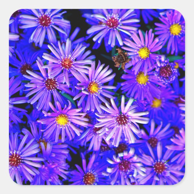 Pegatina Cuadrada Aster Garden en pleno florecimiento (Anverso)