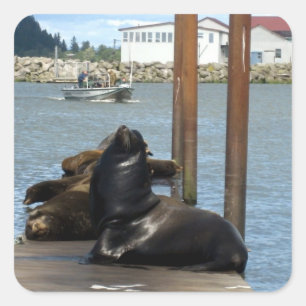 Pegatina Cuadrada Astoria Oregon Sealions