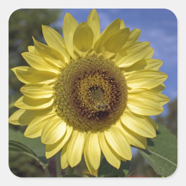 Pegatina Cuadrada Atardecer de verano perfecto en el cielo azul. (Anverso)