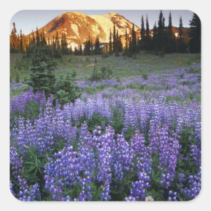 Pegatina Cuadrada Atardecer sobre el monte Adams y un prado subalpin
