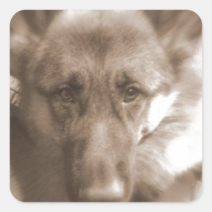 Pegatina Cuadrada Atlas el perro maravilla