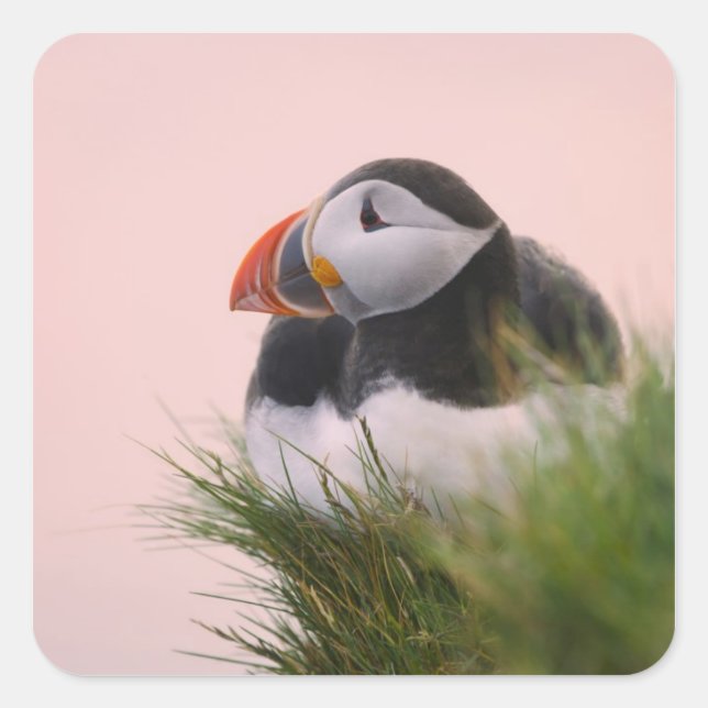 Pegatina Cuadrada Atlético de Puffin (Fratercula arctica) (Anverso)