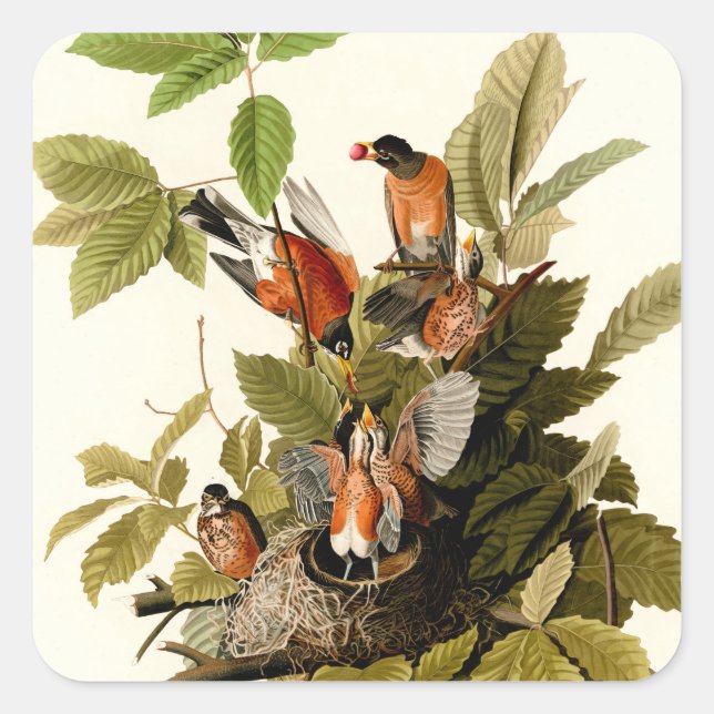 Pegatina Cuadrada Audubon American Robin Wildlife Bird Ilustracion (Anverso)