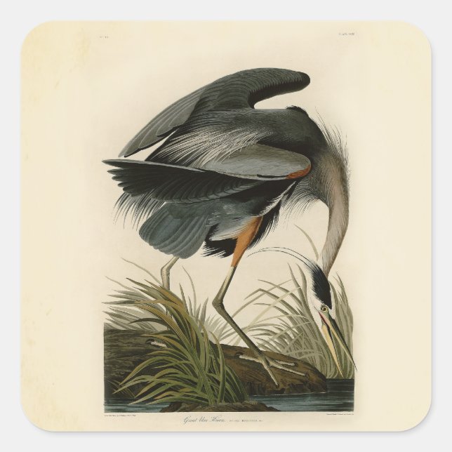 Pegatina Cuadrada Audubon Great Blue Heron Marsh Bird (Anverso)