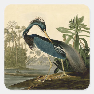 Pegatina Cuadrada Audubon Louisiana Garza Aves América Arte