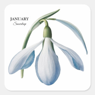 Pegatina Cuadrada Auge de Snowdrop en enero - Regalo personalizado