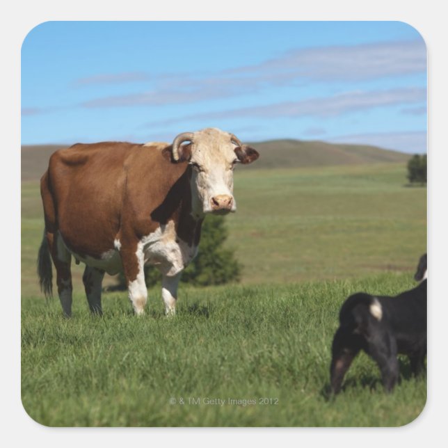 Pegatina Cuadrada Aunque las vacas y los perros son diferentes (Anverso)