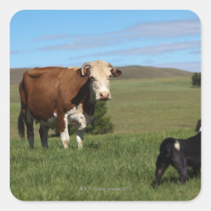 Pegatina Cuadrada Aunque las vacas y los perros son diferentes