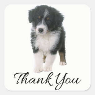 Pegatina Cuadrada Aussie Puppy Dog Australian Shepherd Gracias