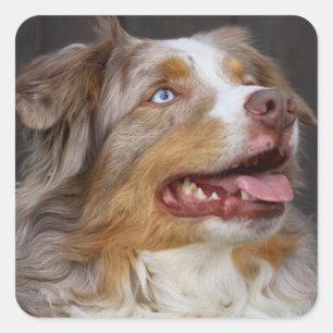 Pegatina Cuadrada Aussie Puppy Dog Lover Pastor Australiano