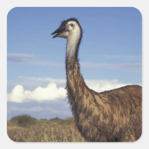Pegatina Cuadrada Australia, Australia Occidental. Emu (Dromaius)