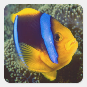Pegatina Cuadrada Australia, Gran Barrera de Coral, pez payaso