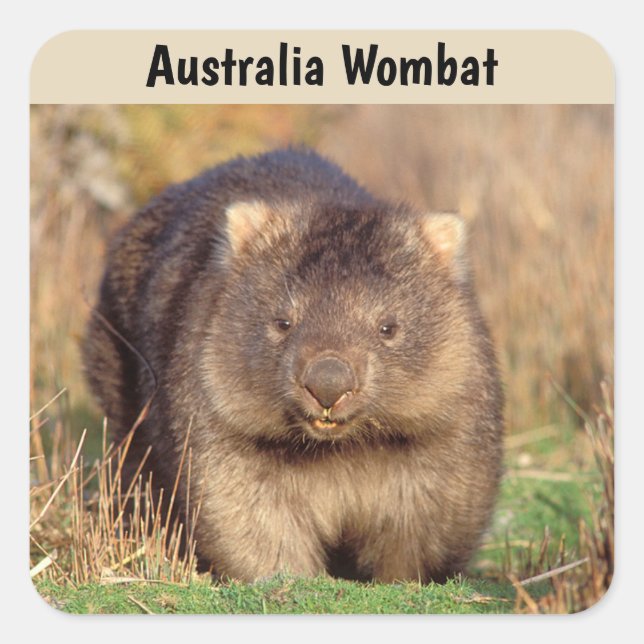 Pegatina Cuadrada Australia Wombat (Anverso)