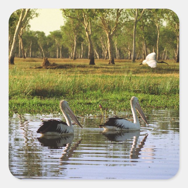 Pegatina Cuadrada Australian Pelicans, Kakadu National Park, NT (Anverso)